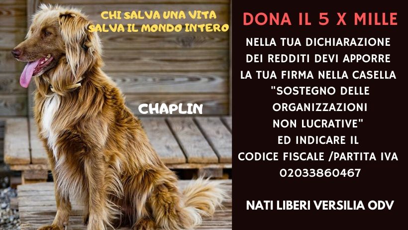 Vi Raccontiamo La Storia Di Ermes Il Cane Tornato A Correre Di Luca Basile Nati Liberi Versilia