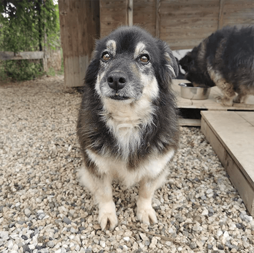 Vi Raccontiamo La Storia Di Ermes Il Cane Tornato A Correre Di Luca Basile Nati Liberi Versilia